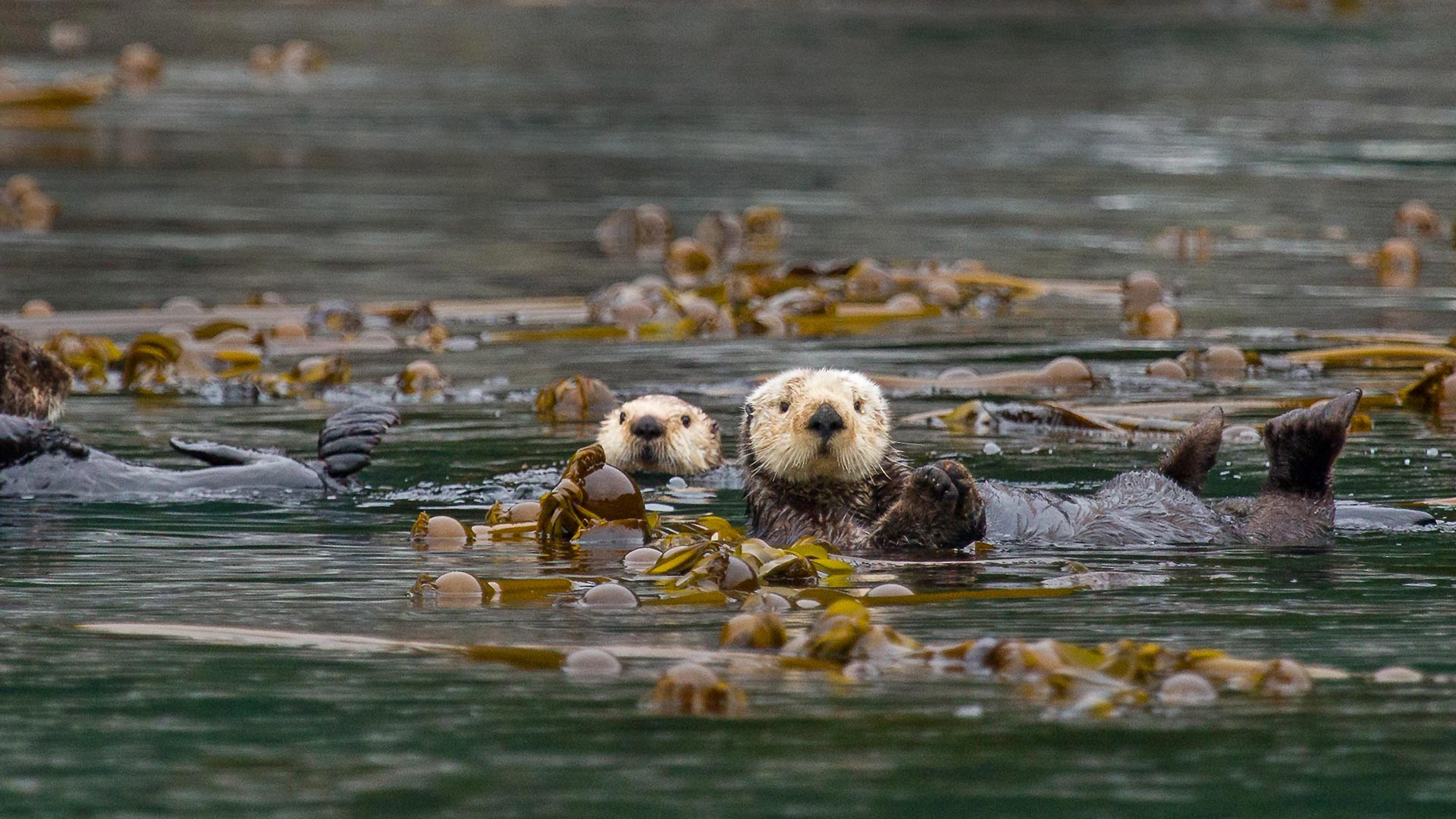 Photo of two sea otters beside kelp in the water.